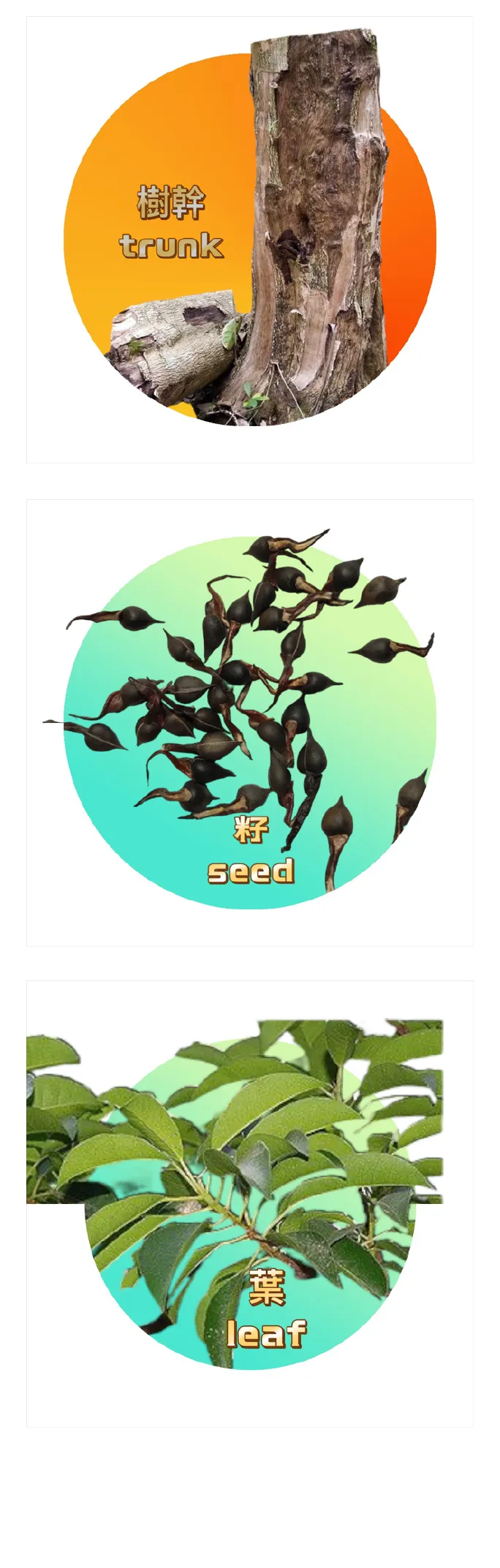 台灣蜜香樹幹、種子與葉片